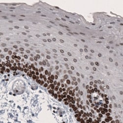Lamin B1 Antibody (CL3929), Novus Biologicals:Antibodies:Primary Antibodies