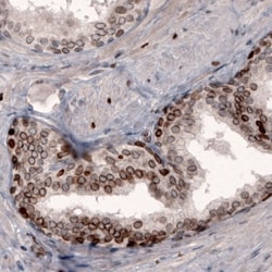 Lamin B1 Antibody (CL3929), Novus Biologicals:Antibodies:Primary Antibodies