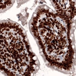 Lamin B1 Antibody (CL3929), Novus Biologicals:Antibodies:Primary Antibodies