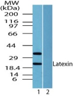 Latexin Antibody, Novus Biologicals 0.025mg; Unlabeled:Antibodies, Polyclonal