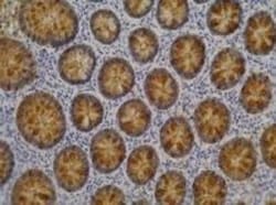 Lewis A Blood Group Antigen Antibody (7LE) - BSA Free, Novus Biologicals