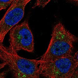 Lgi4 Antibody, Novus Biologicals:Antibodies:Primary Antibodies