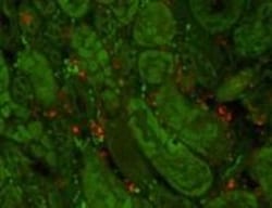 Lipocalin-2/NGAL Antibody (29) - BSA Free, Novus Biologicals 0.1 mg; Unconjugated:Antibodies,