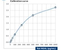 Lipocalin-2/NGAL Antibody (32) - BSA Free, Novus Biologicals:Antibodies:Primary