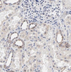 Lnx1 Antibody, Novus Biologicals 0.1mL; Unlabeled:Antibodies, Polyclonal