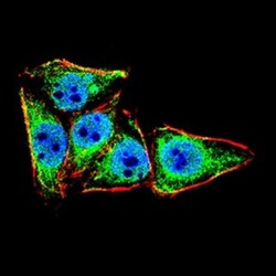 LRP-1 Antibody (1F6C6) - BSA Free, Novus Biologicals 0.025 mg | Buy Online | Novus Biologicals | Fisher Scientific