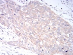 LRP-1 Antibody (3F12E2) - BSA Free, Novus Biologicals:Antibodies:Primary