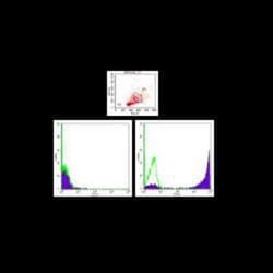 Ly-6G/Ly-6C Antibody (RB6-8C5) - BSA Free, Novus Biologicals 25&mu;g; Unlabeled:Antibodies,