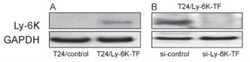 Ly6K Antibody - BSA Free, Novus Biologicals 0.025 mg; Unconjugated:Antibodies,