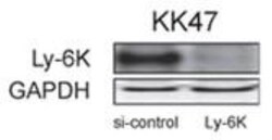Ly6K Antibody - BSA Free, Novus Biologicals 0.025 mg; Unconjugated:Antibodies,