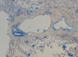 Lymphatic Endothelial Cells Antibody (LA102) - Azide and BSA Free, Novus