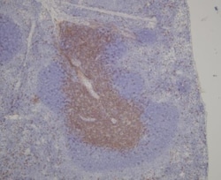Lymphatic Endothelial Cells Antibody (LA102) - Azide and BSA Free, Novus