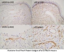 Lymphatic Endothelial Cells Antibody (LA102) - Azide and BSA Free, Novus