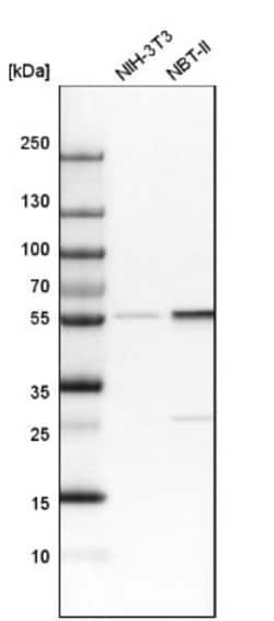 Lyn Antibody, Novus Biologicals 25 &mu;L; Unlabeled:Antibodies, Polyclonal