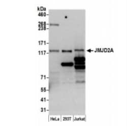 Lysine (K)-specific Demethylase 4A/KDM4A/JMJD2A Antibody, Novus Biologicals