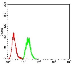 Lysine (K)-specific Demethylase 5B/KDM5B/JARID1B Antibody (7H3D7) - BSA