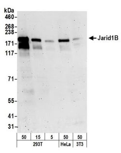 Lysine (K)-specific Demethylase 5B/KDM5B/JARID1B Antibody, Novus Biologicals