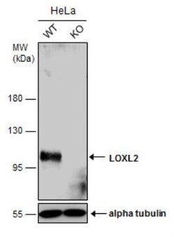 Lysyl Oxidase Homolog 2/LOXL2 Antibody, Novus Biologicals 0.1mg; Unlabeled:Antibodies,