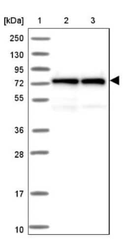 Lysyl tRNA synthetase Antibody, Novus Biologicals 0.1mL; Unlabeled:Antibodies,