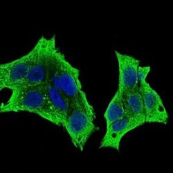 M-CSFR/CD115 Antibody (6B9B9) - BSA Free, Novus Biologicals 0.025 mL | Buy Online | Novus Biologicals | Fisher Scientific