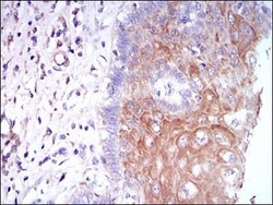 M-CSFR/CD115 Antibody (6B9B9) - BSA Free, Novus Biologicals 0.025 mL | Buy Online | Novus Biologicals | Fisher Scientific