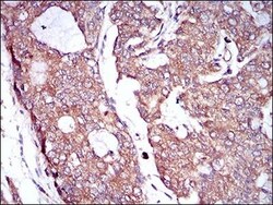 M-CSFR/CD115 Antibody (6B9H2) - BSA Free, Novus Biologicals 0.1mL; Unlabeled:Antibodies,
