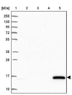 anti-M-Ras/R-Ras3, Polyclonal, Novus Biologicals 0.1mL; Unlabeled:Antibodies,
