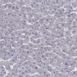 MAATS1 Rabbit anti-Human, Polyclonal, Novus Biologicals 100 &mu;g; Unconjugated:Antibodies,