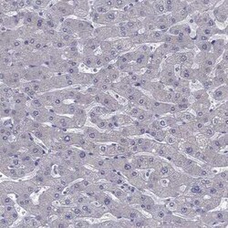 MAATS1 Rabbit anti-Human, Polyclonal, Novus Biologicals 100 &mu;g; Unconjugated:Antibodies,