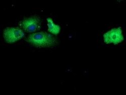 MAB21L3 Antibody (OTI2A3), Novus Biologicals 0.1mL; Unlabeled:Antibodies,