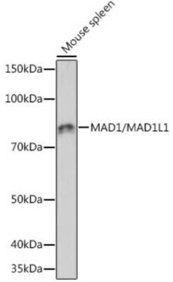 MAD1L1/MAD1 Rabbit anti-Human, Mouse, Clone: 7O2C2, Novus Biologicals:Antibodies:Primary