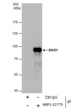 MAD1L1/MAD1 Antibody, Novus Biologicals 0.1mg; Unlabeled:Antibodies, Polyclonal