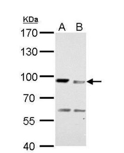 MAD1L1/MAD1 Antibody, Novus Biologicals 0.1mg; Unlabeled:Antibodies, Polyclonal