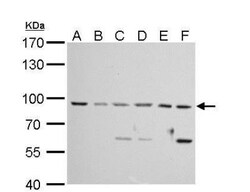 MAD1L1/MAD1 Antibody, Novus Biologicals 0.1mg; Unlabeled:Antibodies, Polyclonal