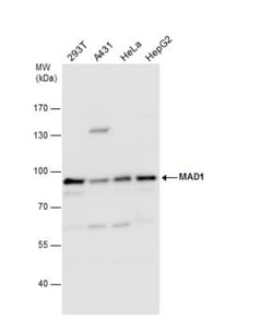 MAD1L1/MAD1 Antibody, Novus Biologicals 0.1mg; Unlabeled:Antibodies, Polyclonal