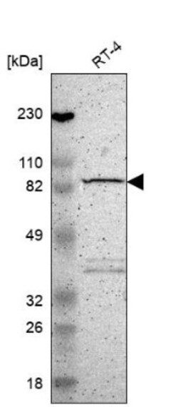 MAD1L1/MAD1 Antibody, Novus Biologicals:Antibodies:Primary Antibodies