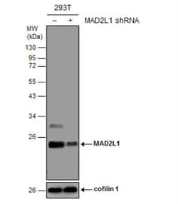 MAD2L1 Antibody (1761), Novus Biologicals 0.1mL; Unlabeled:Antibodies,