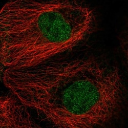 MAD2L1 Antibody, Novus Biologicals:Antibodies:Primary Antibodies