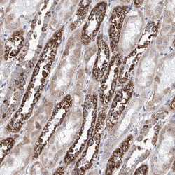 MAD2L1 Antibody, Novus Biologicals:Antibodies:Primary Antibodies