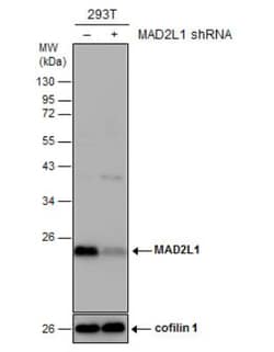MAD2L1 Antibody, Novus Biologicals 0.1mg; Unlabeled:Antibodies, Polyclonal