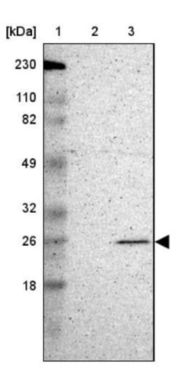 MAD2L1 Antibody, Novus Biologicals:Antibodies:Primary Antibodies
