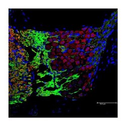 MAG/Siglec-4a Antibody, Novus Biologicals 0.1mL; Unlabeled:Antibodies,
