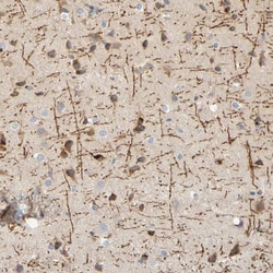 MAG/Siglec-4a Antibody, Novus Biologicals 0.1mL; Unlabeled:Antibodies,