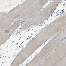 MAG/Siglec-4a Antibody, Novus Biologicals 0.1mL; Unlabeled:Antibodies,
