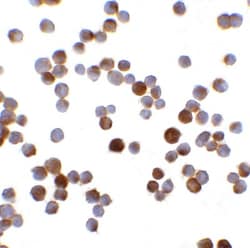 MAGEA4 Antibody - BSA Free, Novus Biologicals:Antibodies:Primary Antibodies