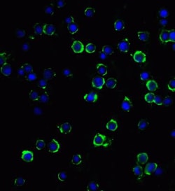 MAGEA4 Antibody - BSA Free, Novus Biologicals:Antibodies:Primary Antibodies