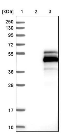 MAGEB1 Antibody, Novus Biologicals:Antibodies:Primary Antibodies