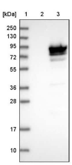 MAGED2 Antibody, Novus Biologicals 0.1mL; Unlabeled:Antibodies, Polyclonal