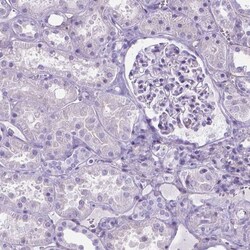 MAGP-1/MFAP2 Antibody, Novus Biologicals 0.1mL; Unlabeled:Antibodies, Polyclonal