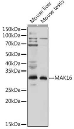 MAK16 Rabbit anti-Human, Mouse, Rat, Polyclonal, Novus Biologicals 20 &mu;g | Buy Online | Novus Biologicals | Fisher Scientific